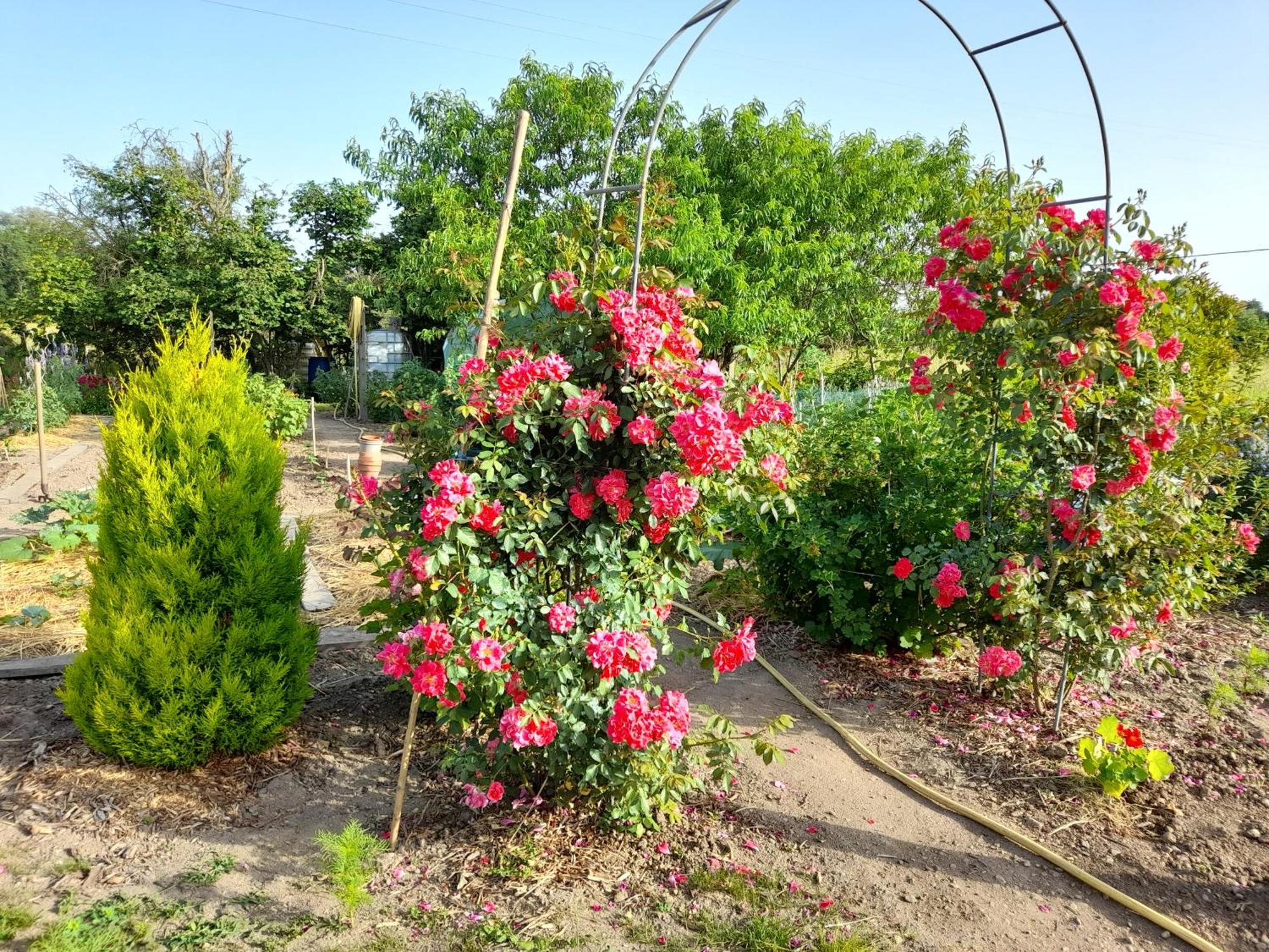 Les Abelias Bed & Breakfast Hauterive  Eksteriør bilde
